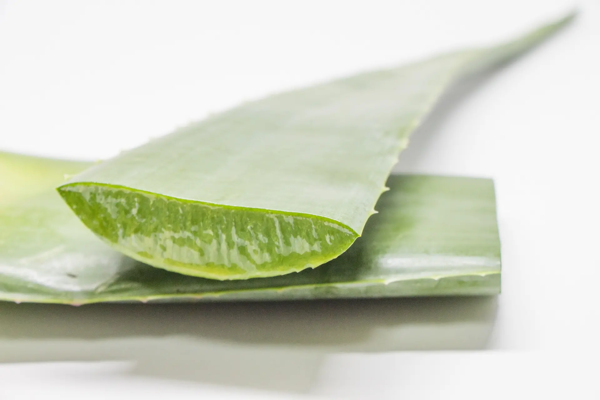 アロエベラの原料イメージ