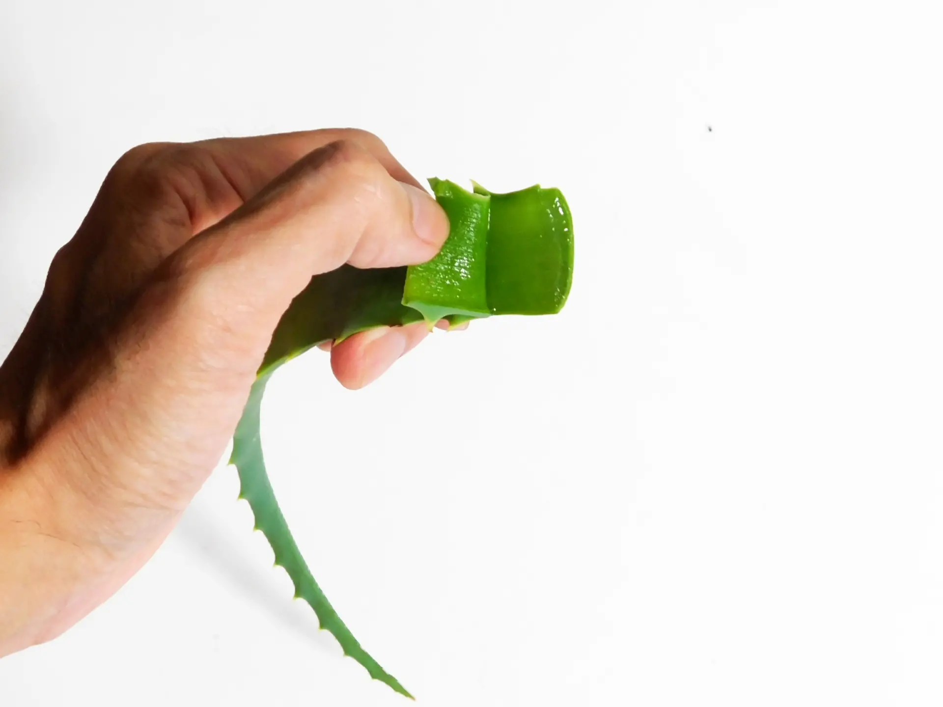 アロエベラの原料イメージ